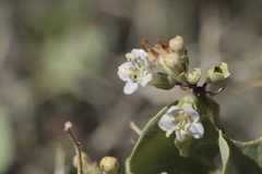 Lycium boerhaviifolium