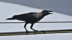 Corvus splendens