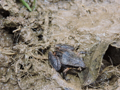 Eleutherodactylus dimidiatus