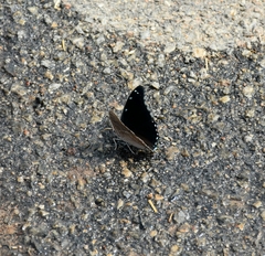 Charaxes viola viola