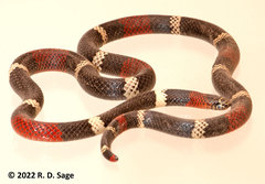 Micrurus pyrrhocryptus