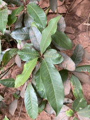 Quintinia sieberi