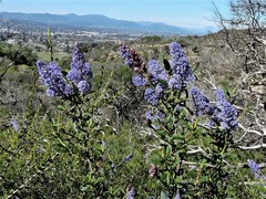 Ceanothus parryi