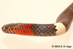 Micrurus pyrrhocryptus