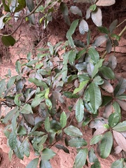 Quintinia sieberi