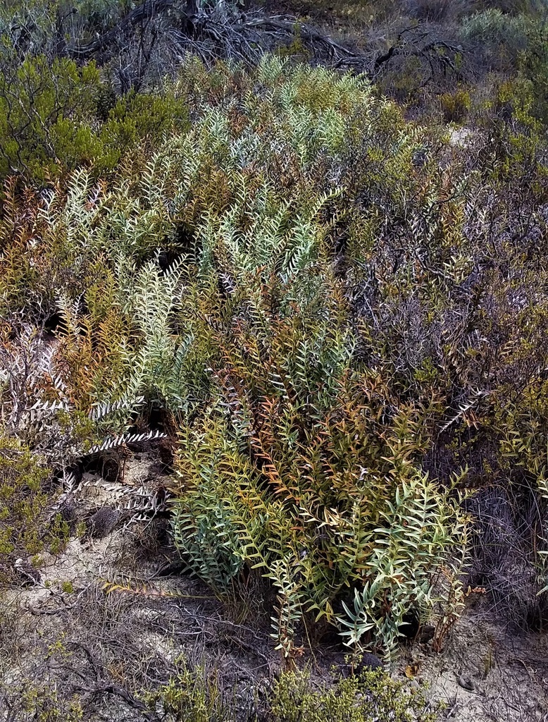 Banksia blechnifolia