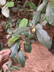 Quintinia sieberi