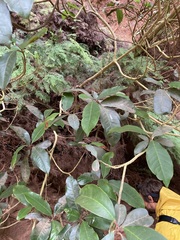 Quintinia sieberi