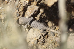 Liolaemus uspallatensis