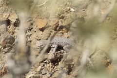 Liolaemus uspallatensis