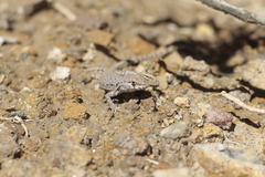 Liolaemus uspallatensis