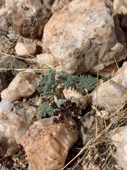 Lomatium mohavense