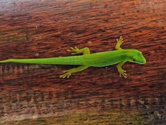 Phelsuma