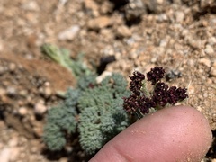 Lomatium mohavense