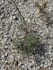 Chaenactis carphoclinia