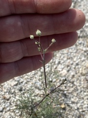 Chaenactis carphoclinia