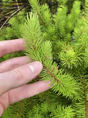 Persoonia chamaepitys