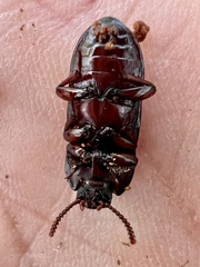 Uloma impressa