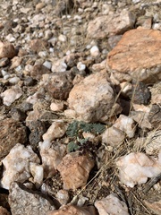 Lomatium mohavense