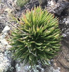 Dudleya virens virens