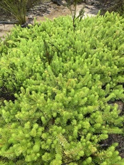 Persoonia chamaepitys