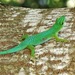 La Digue Day Gecko - Photo (c) seasav, some rights reserved (CC BY-NC-ND), uploaded by seasav