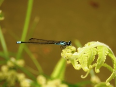 Acanthagrion