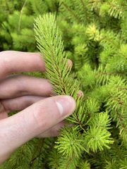 Persoonia chamaepitys