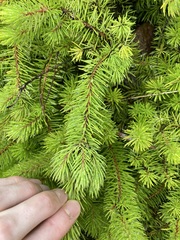 Persoonia chamaepitys