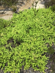 Persoonia chamaepitys