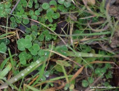 Trifolium subterraneum