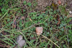 Medicago orbicularis