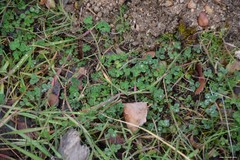 Medicago orbicularis