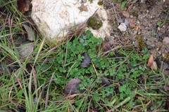 Trifolium subterraneum