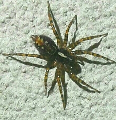 Textrix denticulata