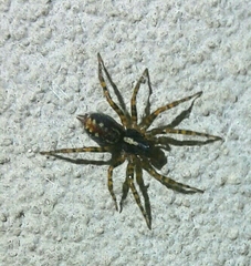 Textrix denticulata