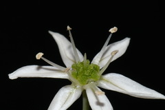 Allium cuthbertii