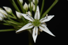 Allium cuthbertii