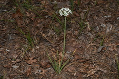Allium cuthbertii