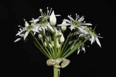 Allium cuthbertii