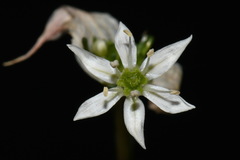 Allium cuthbertii