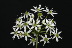 Allium cuthbertii