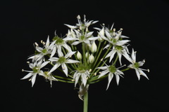 Allium cuthbertii