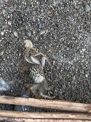 Geograpsus
