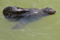 Arctocephalus pusillus