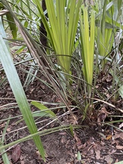 Rhapidophyllum hystrix image