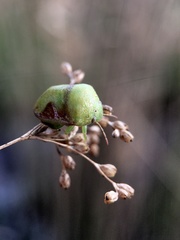 Solenotichus circuliferus