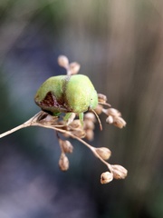 Solenotichus circuliferus