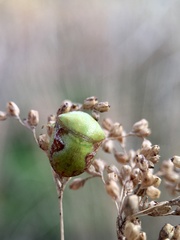 Solenotichus circuliferus
