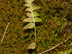 Asplenium × ebenoides